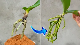 Knowing this secret, you can revive and breed any orchid