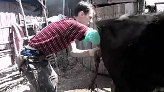 Ветеринария коровы  Отделение последа