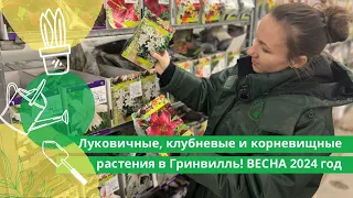 Луковичные, клубневые и корневищные растения в Гринвилль! ВЕСНА 2024 год.