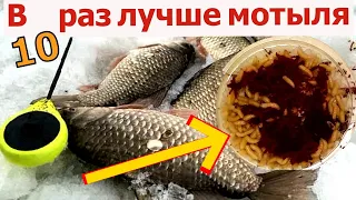 Мотыля больше не покупаю. Эта наживка 10 раз уловистее мотыля. Для рыбалки в глухозимье.