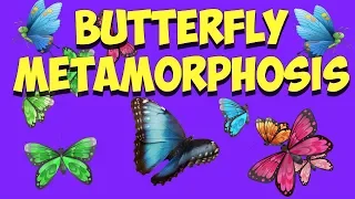 Butterfly Life Cycle: Metamorphosis Song (new)