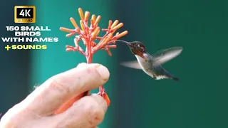 4K Nature Ultra HD | Stunning Small Birds Documentary with Names