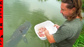 GIANT FISH only Comes for Whole CHICKEN in POND!