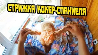 Стрижка кокер спаниеля Сёмы. Как самому подстричь собаку дома.