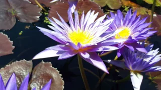 Nymphaea Ultra Violet