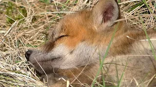 Baby fox is waking up and starts her day looking out for mum and finds her breakfast..Must see!!!