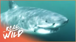 The Cuddly Shark (Shark Documentary) | Real Wild