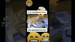 плохой кот 🐱