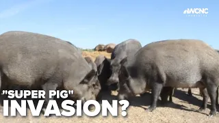 Canadian super pig invasion?