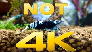 【Aquarium】1 Hour Shrimp Tank Video :) 【Freshwater】