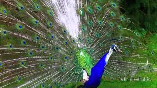 AMAZING PEACOCK DANCE  ✰  OPENING FEATHERS FULL DISPLAY