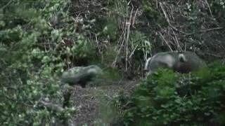 Wild Scottish Badgers - young cubs play with their mum