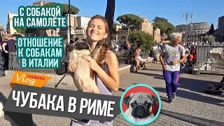 Перелёт с собакой / С собакой в Италии / Чубака император / Chubaka Vlog!