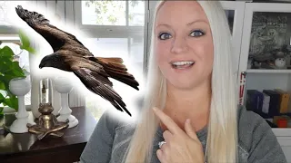 Hawk: Messenger of the Gods | Animal Spirit Message