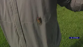 They're flying! Millions of cicadas now on the move in Western Springs