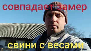 вес свини наскока точный замер