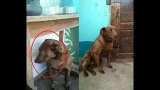 A sad dog has been waiting for its owner for 2 years. And this meeting took place! Touching to tears