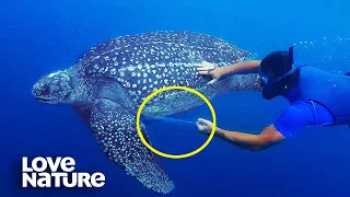 Struggling Sea Turtle Saved from Fishing Net | Love Nature