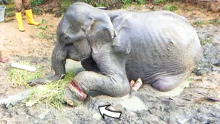 Treating Elephant suffered with a snare wrapped around his leg and given a chance to live again