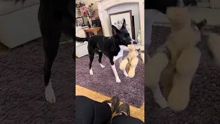 Barney the Tv border collie loves this dog act