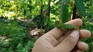 Tempat Yang Seperti ini cocok untuk Nyari dragon forest, Malah dapat anak nya