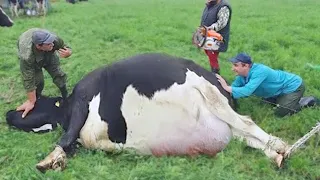 15 Abnormally Large Cows That Actually Exist