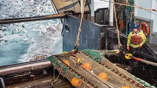 How Fishermen Catch Hundreds Tons of Fish in The Sea, Fishing and Processing on a Freezing Trawler