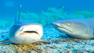 Not-Very-Scary-Shark Choir | Walk on the Wild Side | BBC Studios