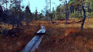 Doe with Twins