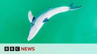 Has a Great White shark newborn been filmed for the first time? | BBC News