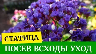 Как посеять статицу (лимониум). Первые всходы, уход