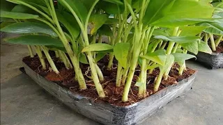 How to fertilize the banana plant to grow it to produce fruit​​​​​​ [ agri cambo ]