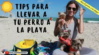 Que necesito para llevar un perro a la playa -Tips by Natalia Ospina