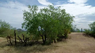 Desert Plants: Ironwood