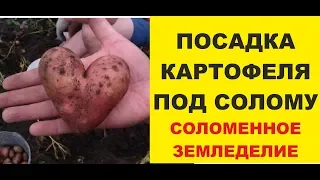 Соломенное земледелие. Посадка картофеля 2018
