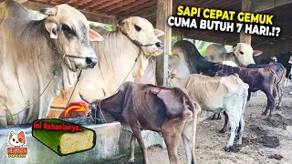 Peternak SAPI WAjib Nonton ini !  Cara Cepat Menggemukkan Sapi Kurus Jadi Gemuk