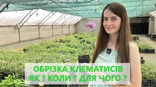 Обрізка клематисів 🌺 Як, коли та для чого брізати клематиси ❓ Три групи обрізки клематисів ✅