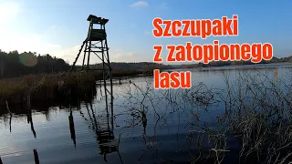 SZCZUPAKI z ZATOPIONEGO LASU !!! Zdążyliśmy przed lodem !!!