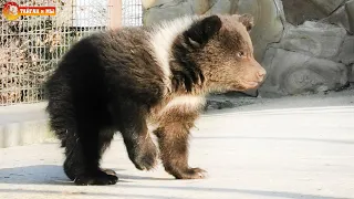 Сказка ТРИ МЕДВЕДЯ в реальности! Настя, Юра и Топтыжка. Тайган. Bear family - mom, dad & cub. Taigan