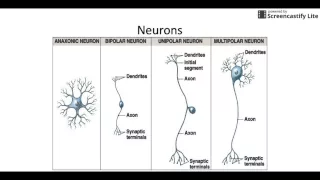 Neuron and Neuroglia Anatomy