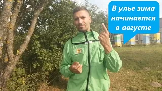 АВГУСТ 2021: ☝ 3 ГЛАВНЫХ ПРАВИЛА ЗИМОВКИ ПЧЁЛ 🐝 | Как подготовить пчёл к зимовке