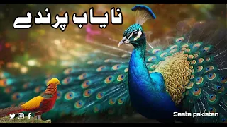 Peacock for sale مورکےبچے, Moor Breed, مور فارمنگ #Sasta pakistan  #birds  #pubgmobile #trending