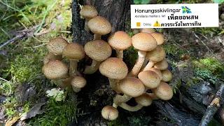 เรียนรู้เรื่องเห็ดสวีเดน เห็ดขอนสน ต้องมีความรู้ก่อนกิน Honumgsskivlingar🇸🇪 (Armillaria Mellea)