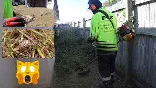 Yard Transformation From The Land Down Under | Spider and Wasp Nests #satisfyingvideo #mowinggrass