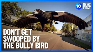 Magpie Swooping Season  | 10 News First