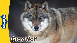 Meet the Animals | Gray Wolf | Wild Animals | Stories for Kindergarten