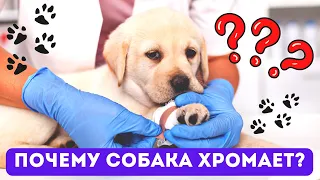 🐕📝🐾 Почему собака хромает?