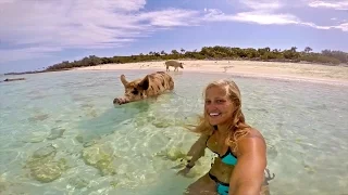 INSANE SWIMMING PIGS In The Bahamas!