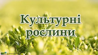 Культурні рослини  #ЯДС​​ #природа