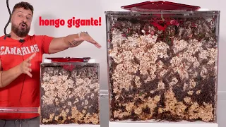 Ahora hay 2 hongos? Así he ampliado un nido de hormigas cortadoras de hojas.